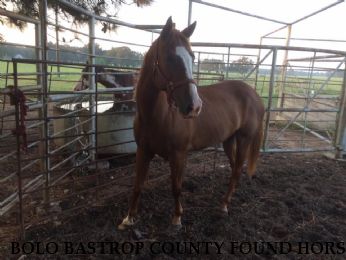 BOLO BASTROP COUNTY FOUND HORSE Near Shelby, NC, 28151